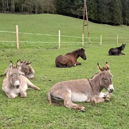 Rossweid Hut With A Fantastic View *