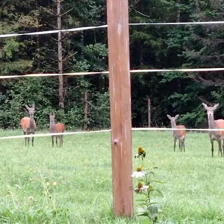 Rossweid Hut With A Fantastic View * Stans