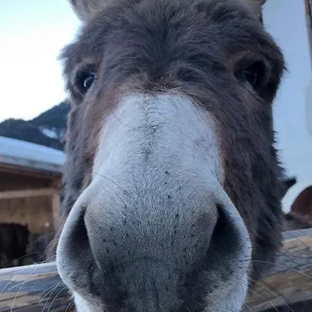 Prázdninový dům Rossweid Hut With A Fantastic View