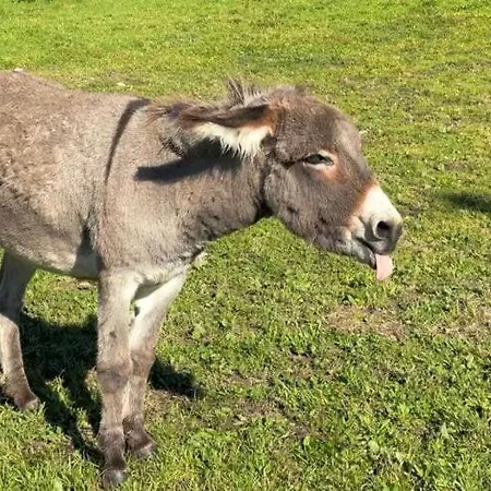 Rossweid Hut With A Fantastic View