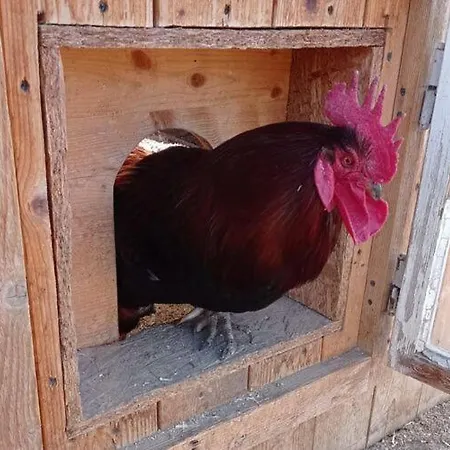 Rossweid Hut With A Fantastic View Holiday home Stans