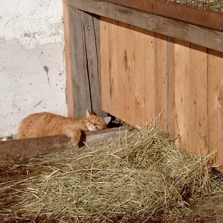 Rossweid Hut With A Fantastic View Holiday home Stans